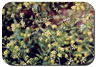 Bupleurum